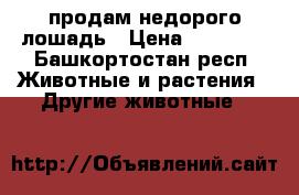 продам недорого лошадь › Цена ­ 60 000 - Башкортостан респ. Животные и растения » Другие животные   